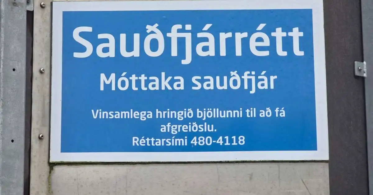 SS slátrar um 100 þúsund fjár í sláturhúsi sínu á Selfossi