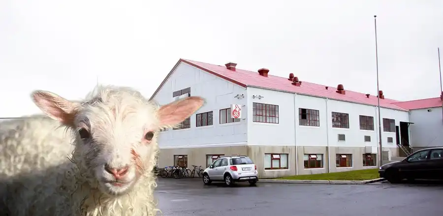 SS stefnir á að hætta Halal-slátrun í september