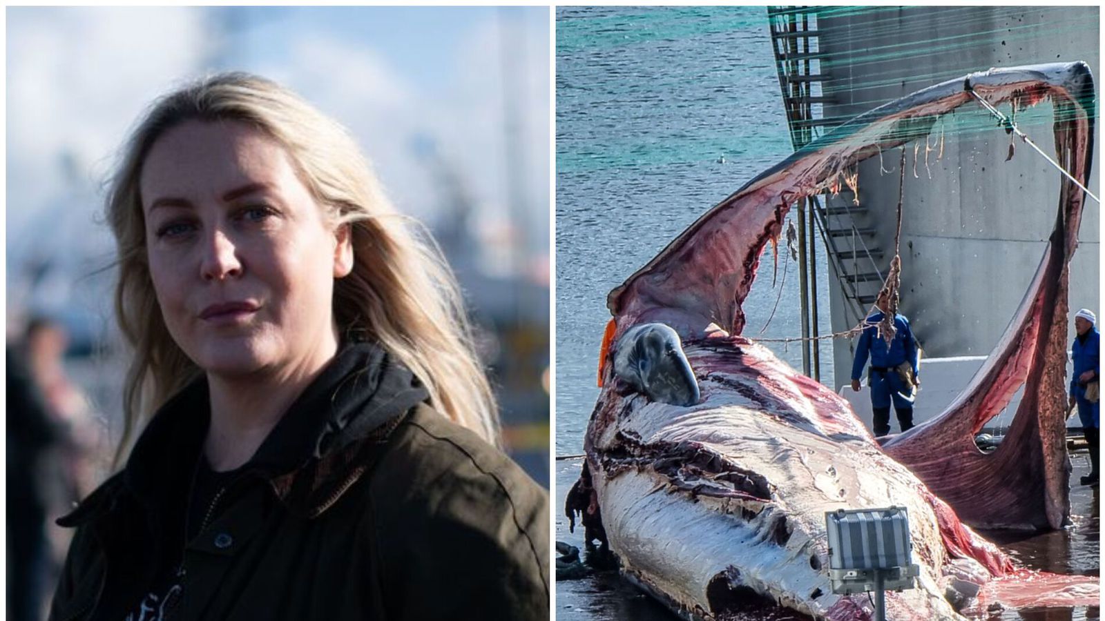 Stefnt á hval­veiðar í sumar: „Það má ekki einn hvalur deyja í sumar“ - Vísir