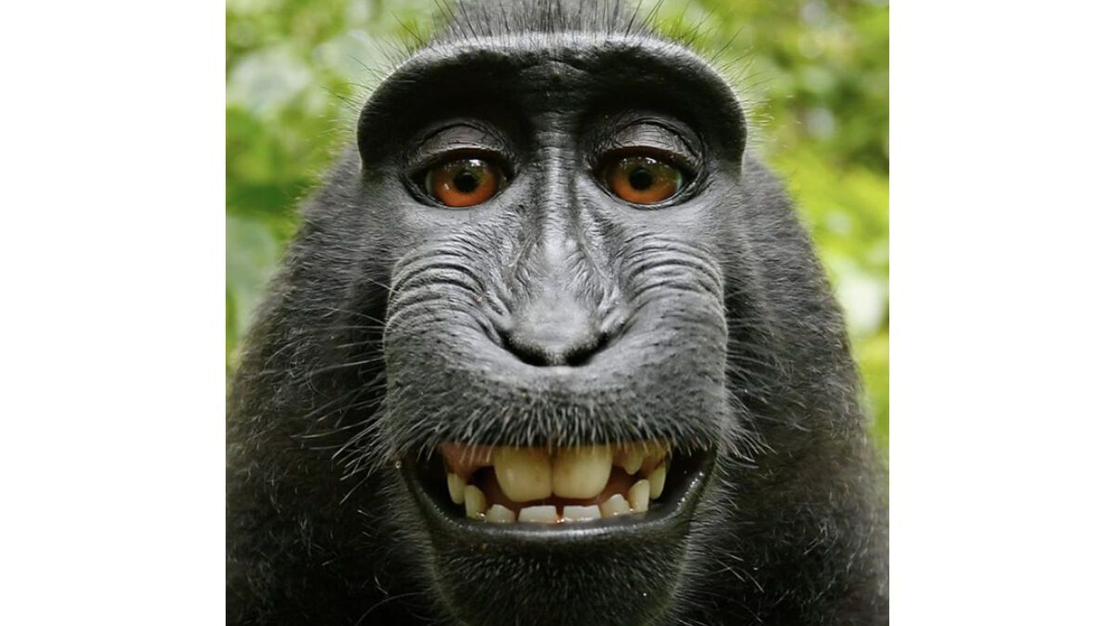 Stóra apasjálfu-málið vekur upp enn fleiri spurningar - Vísir