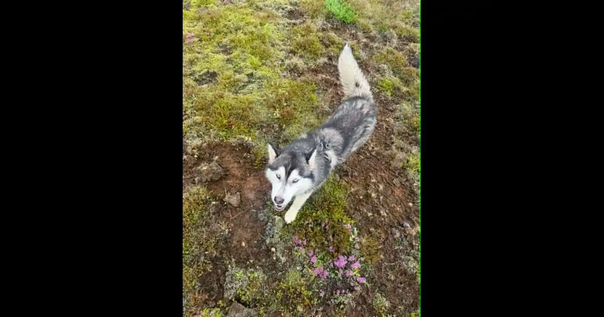 Stórsér á kind eftir árás Husky-hunds