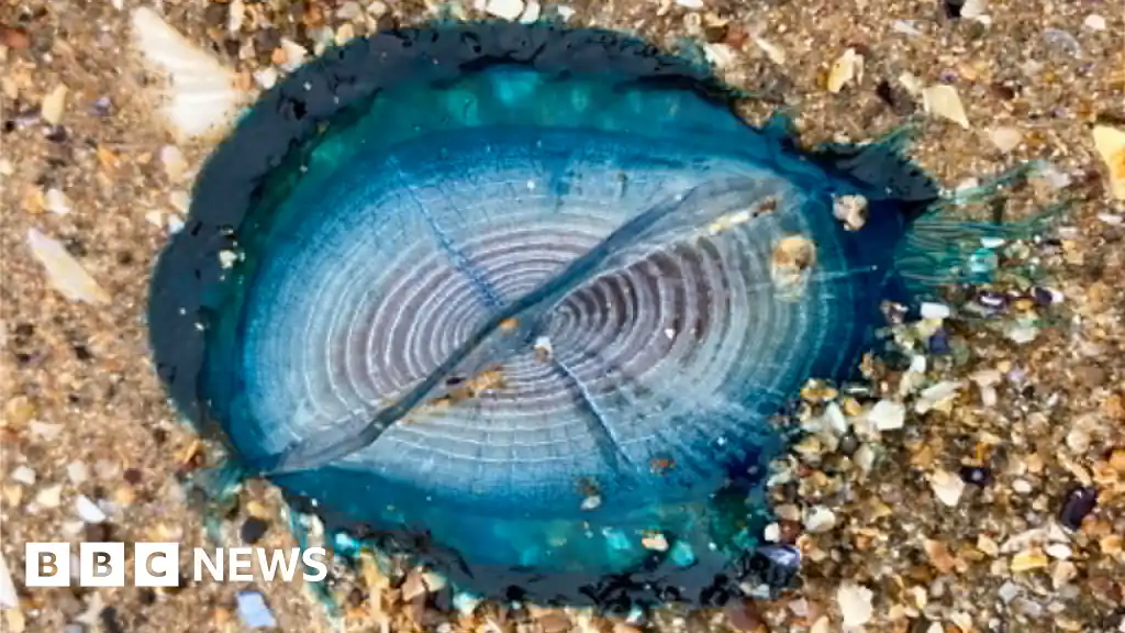 'Stunningly beautiful' by-the-wind sailors appear on Welsh beaches