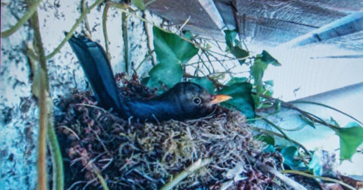 Svartþrastamóðir sinnir ungviðinu í beinni