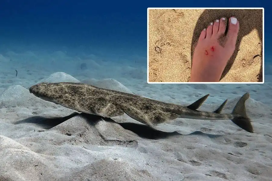 Swimmer Bitten by Angel Shark on Lanzarote Beach