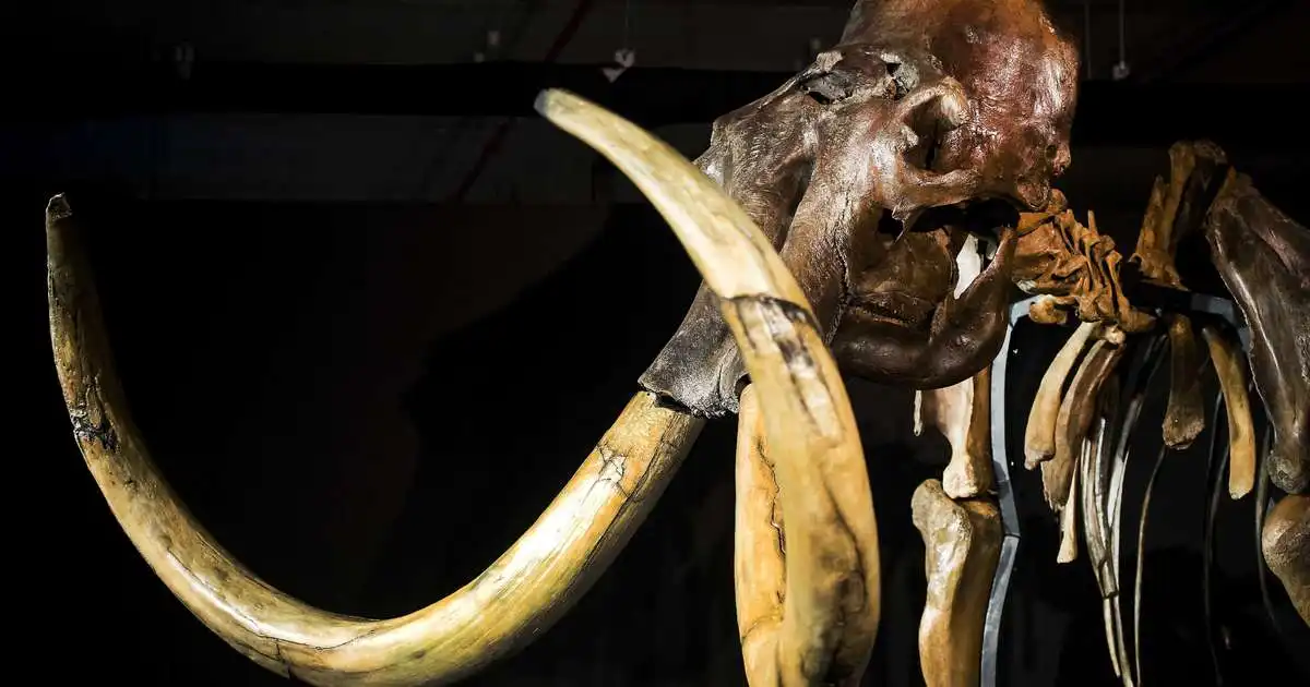 Telja sig hafa fundið loðfílabein í Búlgaríu