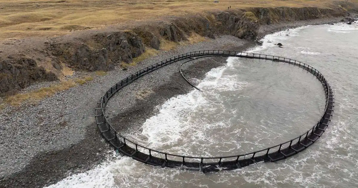 Telur enga hættu stafa af strandaðri sjókví
