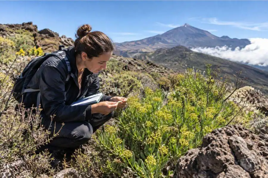 Tenerife’s plants could hold the secret to developing new medicines