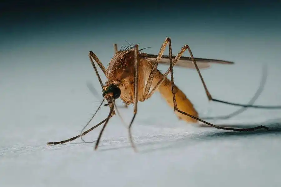 The heatwave is bringing more mosquitoes to the Canary Islands