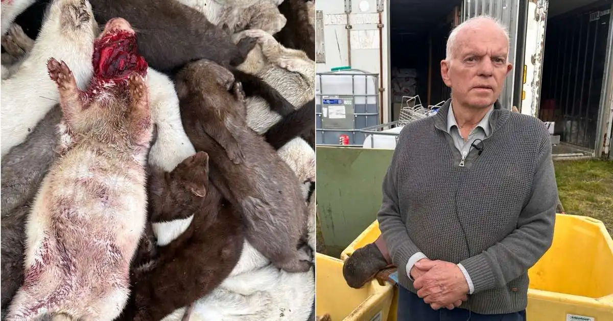 „Þetta er afleiðing af dýravernduninni þeirra“