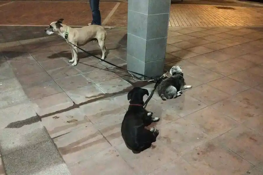 Three starving dogs found injured and tied to a post in Gran Canaria