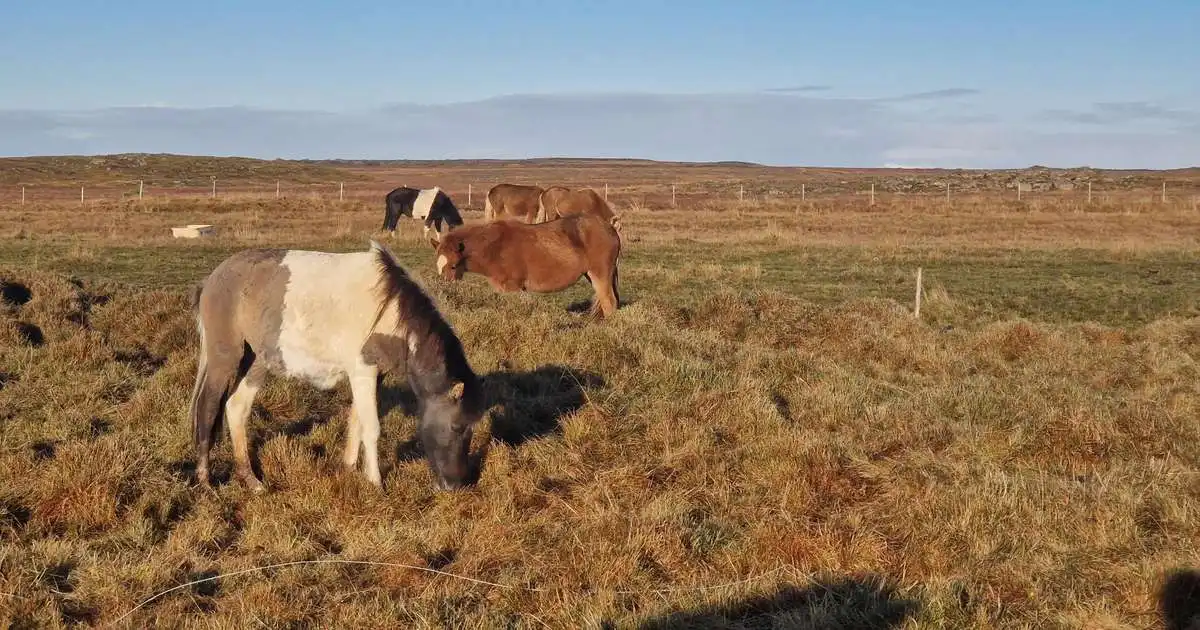 Þrisvar tilkynnt um fólk sem þóttist vera í dýraeftirliti fyrir MAST