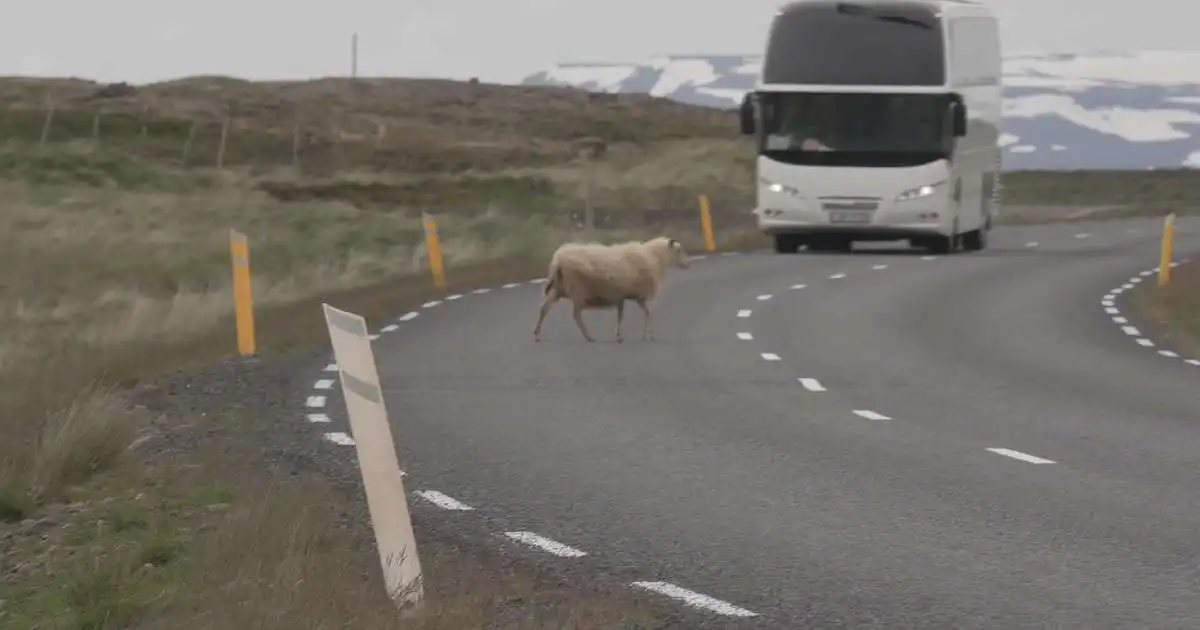 „Þú skilur ekki eftir lifandi skepnu stórslasaða“