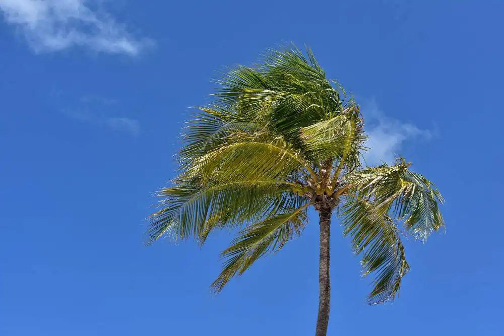THURSDAY WEATHER: Warm and windy with 25°C in the Canary Islands