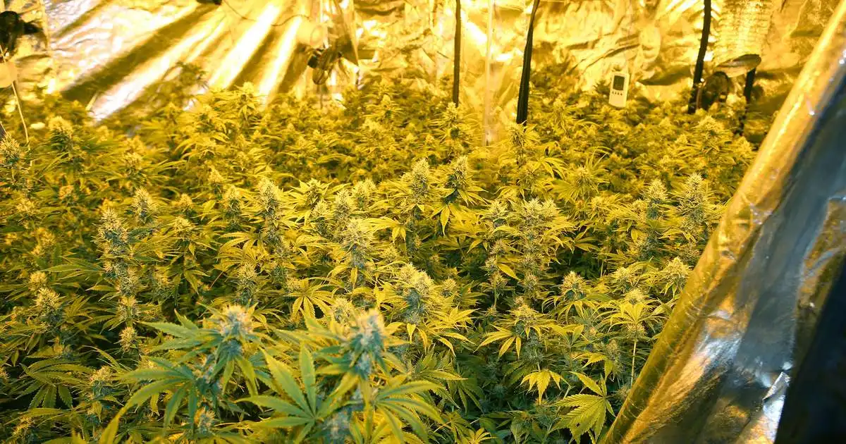 Tóku hátt í 200 kannabisplöntur í Reykholti