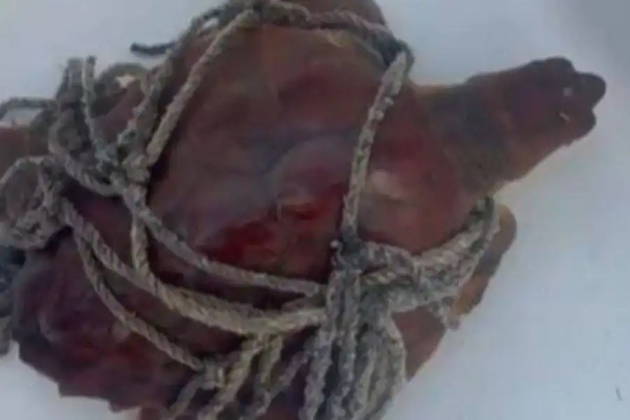 Turtle rescued after becoming trapped in ropes off Lanzarote
