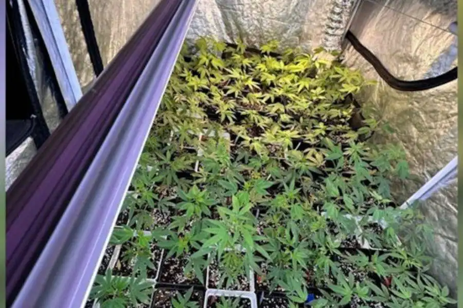Two arrested after police discover cannabis plantations in Tenerife