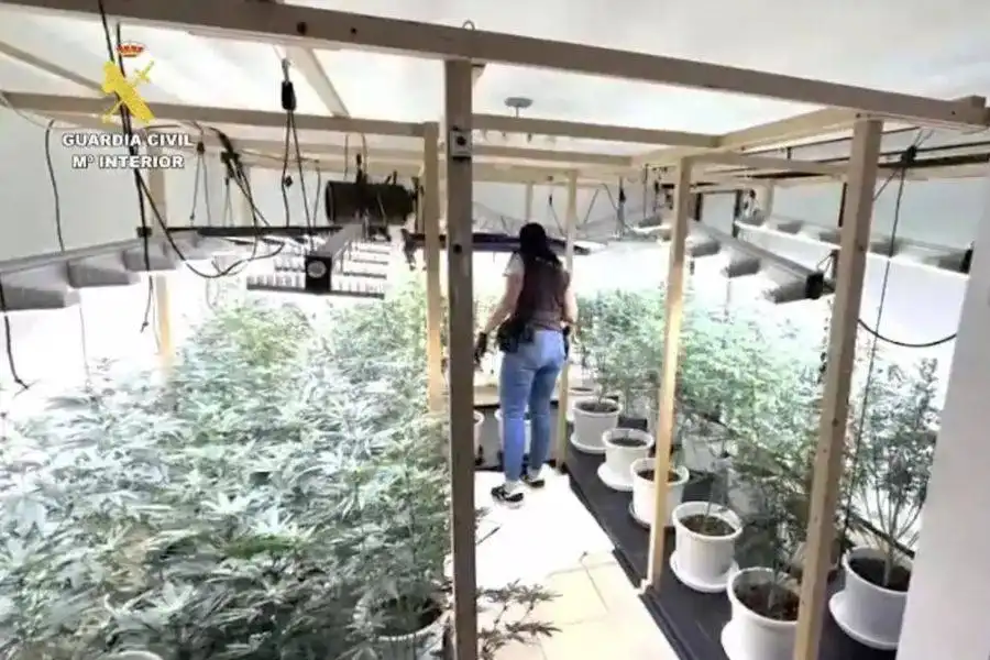 Two arrested after police raid cannabis farm in Tenerife