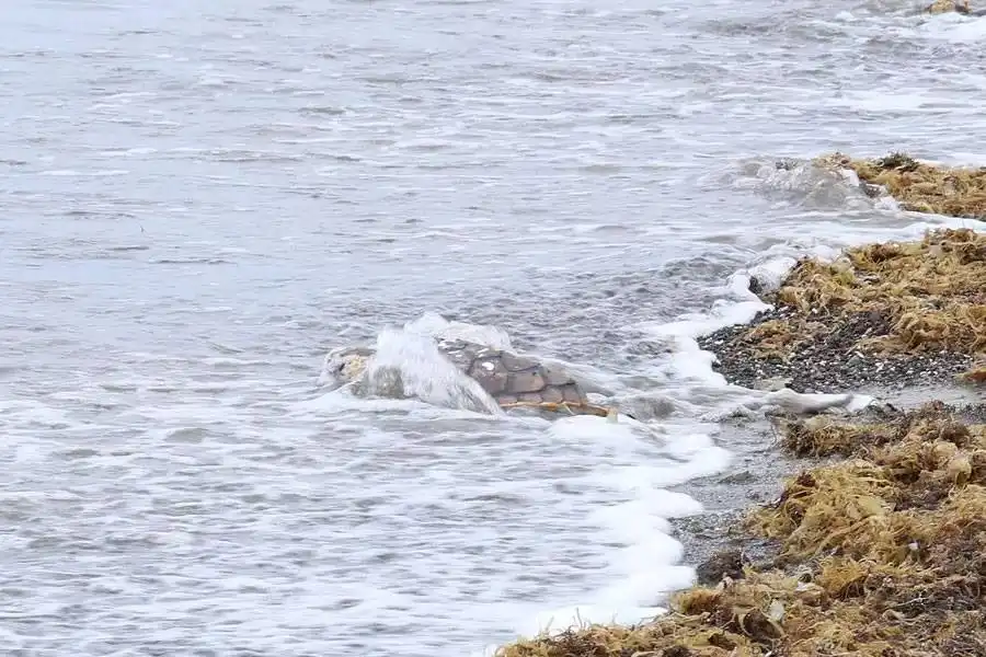 Two loggerhead turtles returned to the sea after recovering from serious injuries