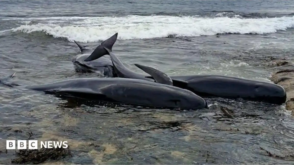 Two whales dead in Northumberland after mass stranding