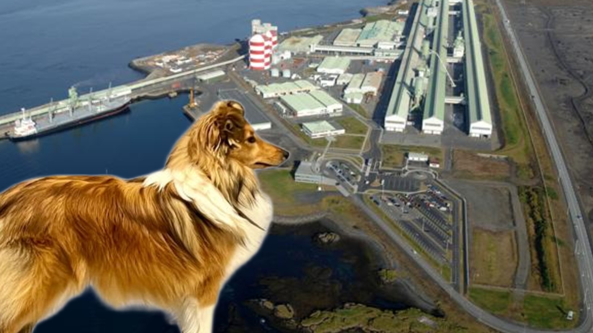 Týndist á fimmtudag eftir árás frá öðrum hundi - Hefur þú séð Bellu? - DV