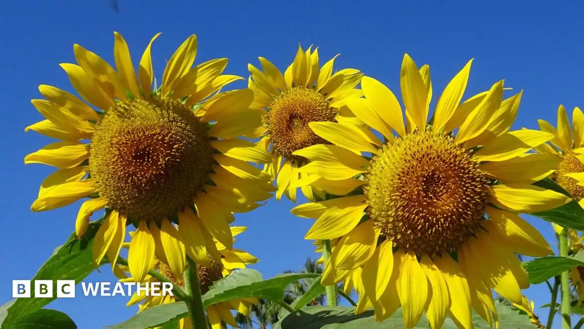 UK weather: the ongoing heatwave delivers exceptional hours of sunshine