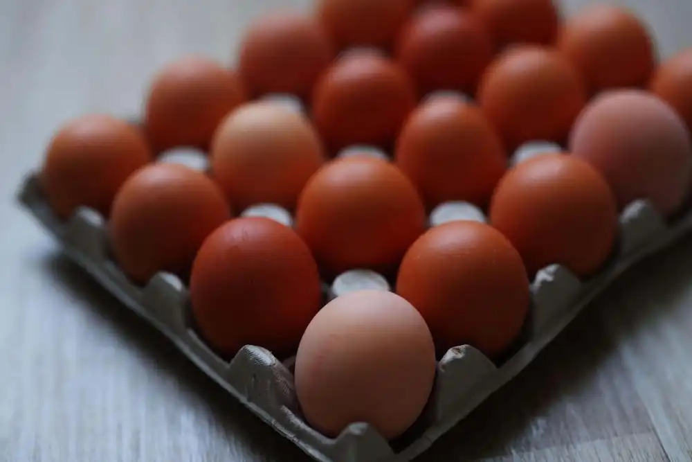 Úkraínsk egg sögð vera orsök salmonellufaraldursins í Bretlandi – Telegraph