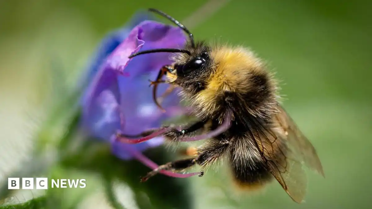 UK's furry bumblebees 'keeling over' in heatwaves