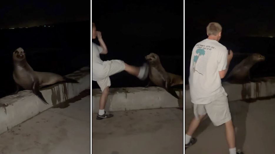 Ungur maður líkti sér við MMA kappa og sparkaði ítrekað í andlit sæljóns - Myndband