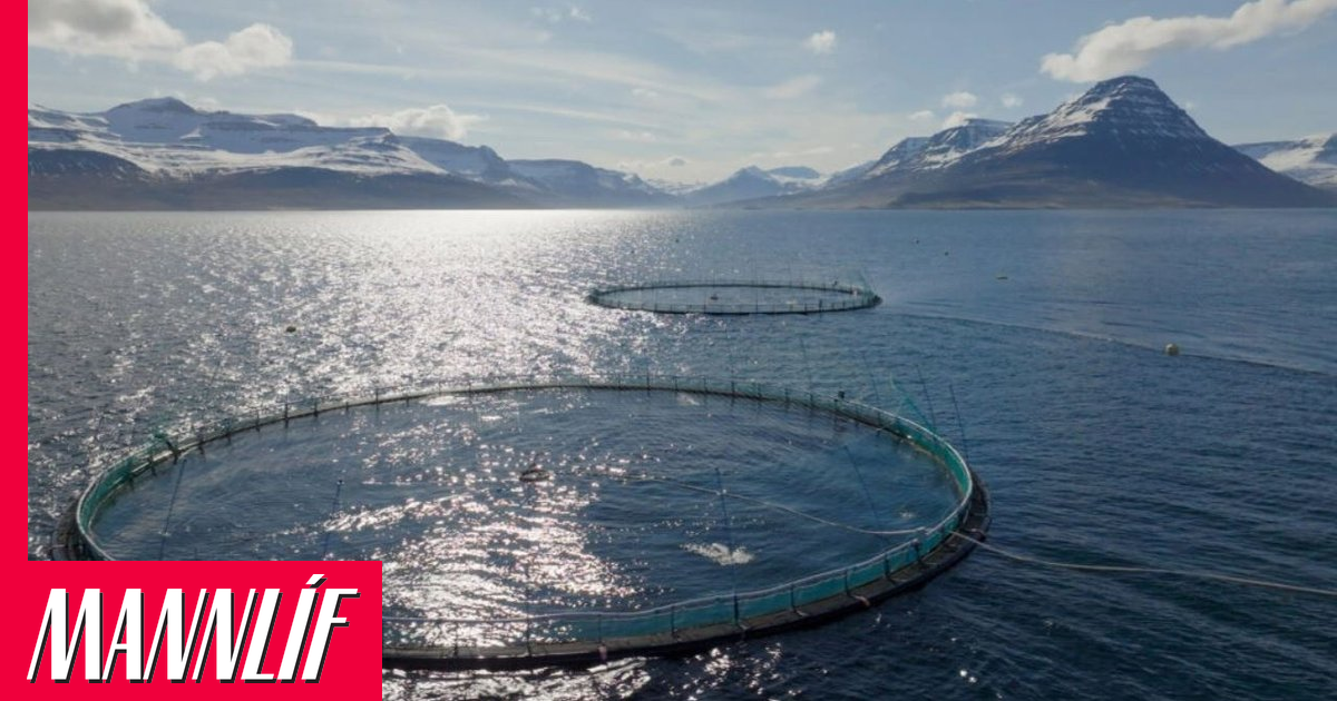 Vangaveltur um yfirtöku eftir áföll í íslensku fiskeldi