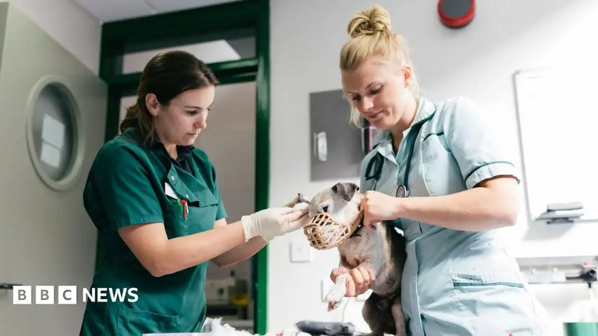 Vet prescription fees to be capped under rule changes