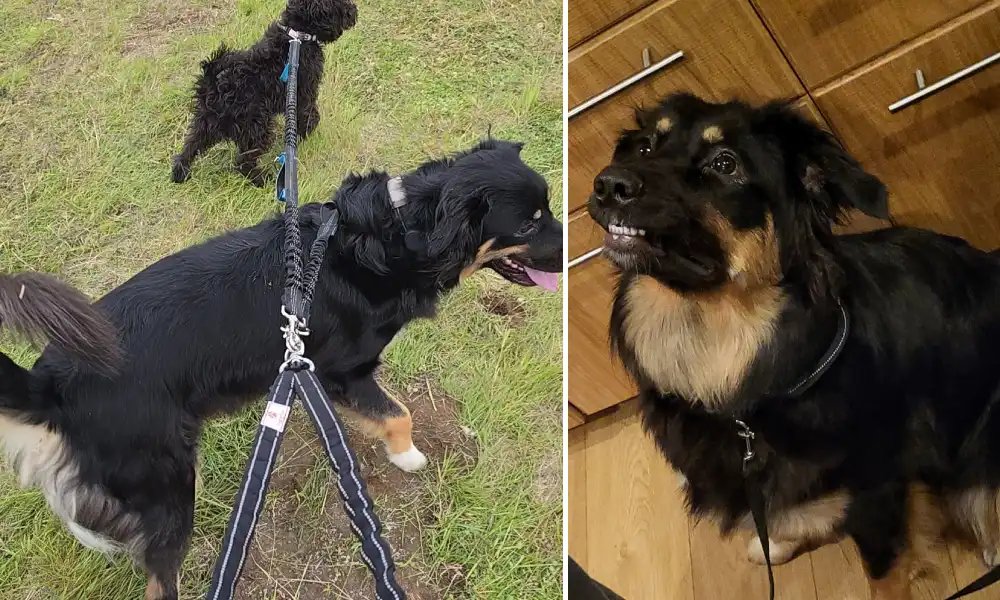„Við viljum fá hundana okkar aftur“