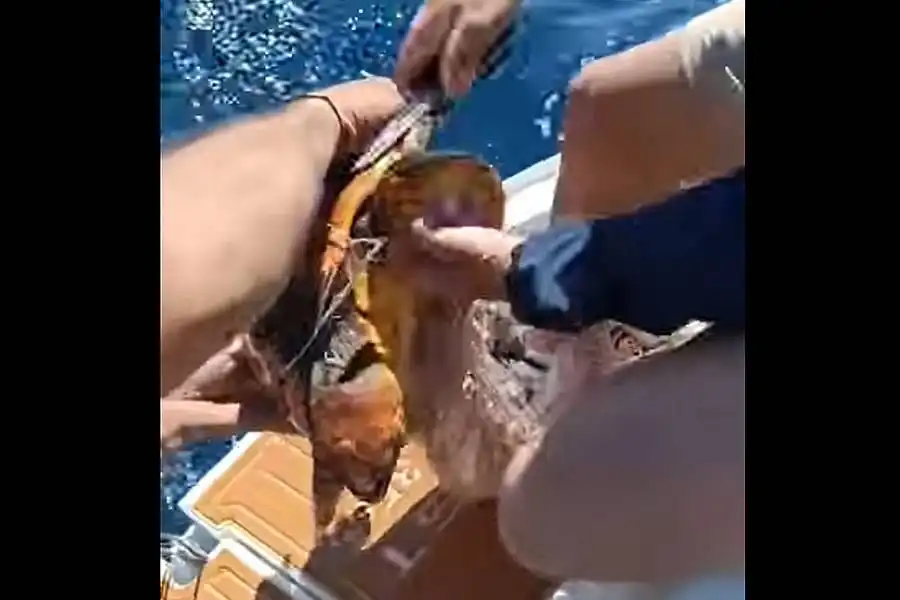 VIDEO: Sailing crew rescues Sea Turtle entangled in plastic during Lanzarote Regatta