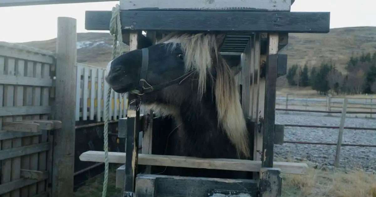 Vilja fella leyfi til blóðmerahalds úr gildi