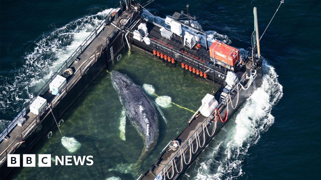 Whale carried by barge out of German waters after weeks stranded on coast