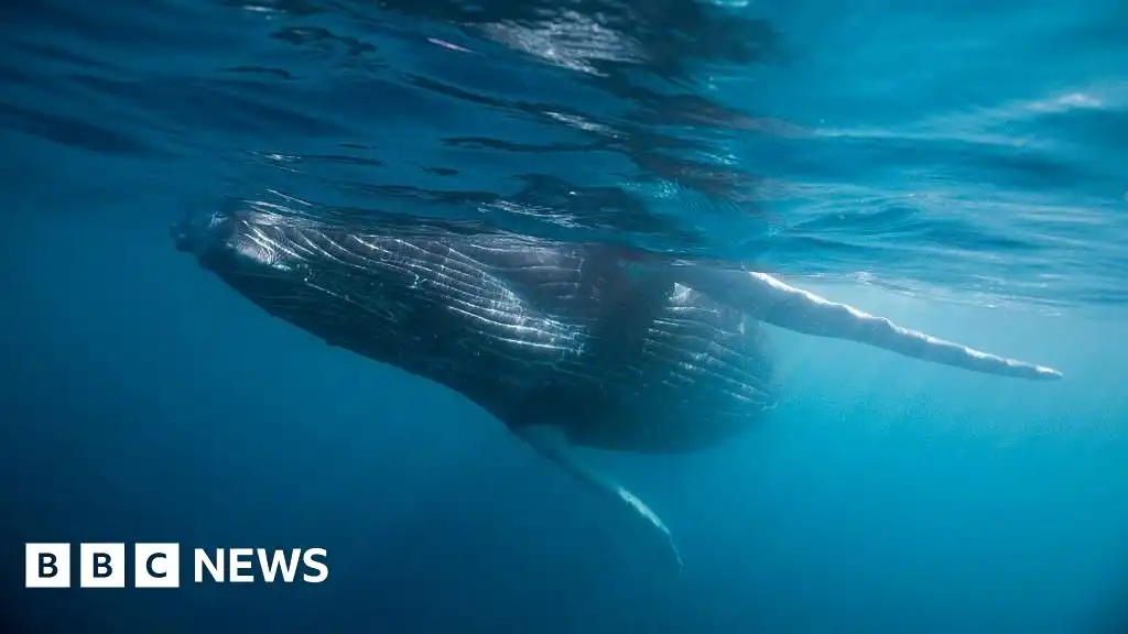 Whale graveyard dating back five million years discovered