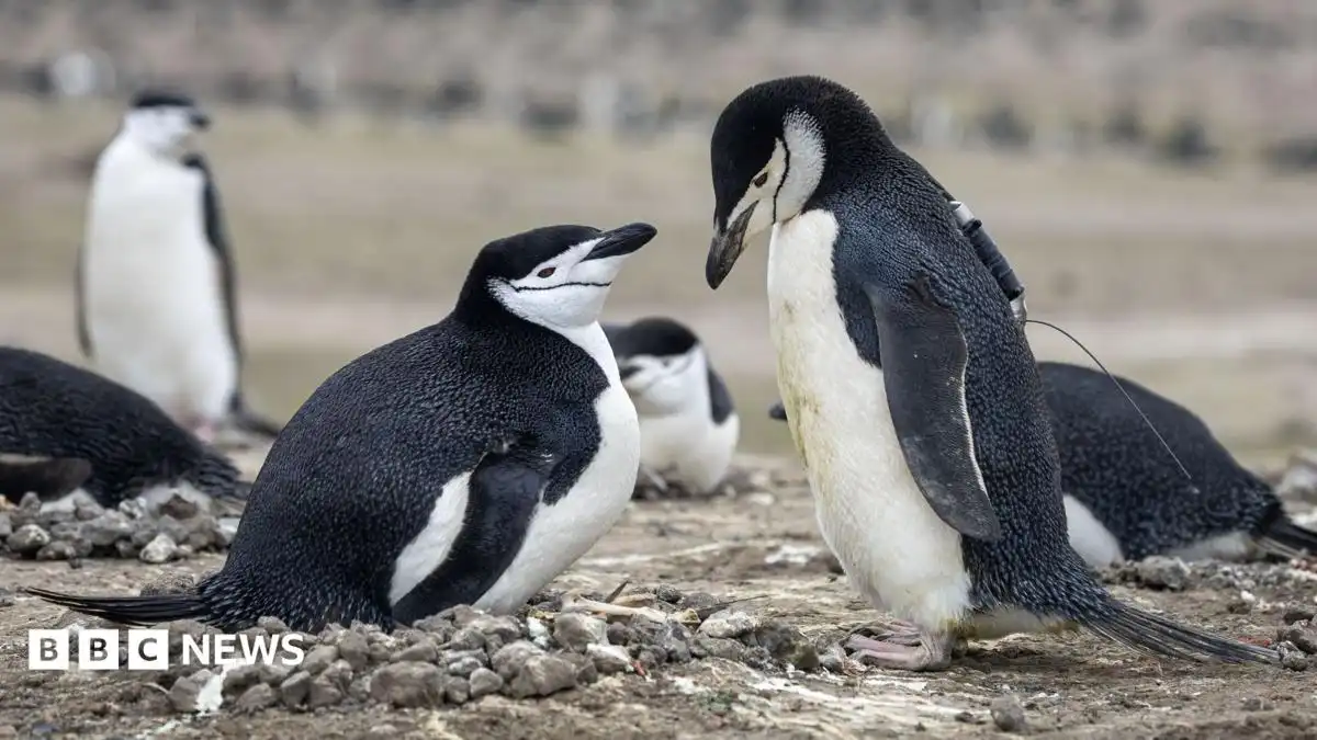 World's largest penguin colony hit by climate-driven decline