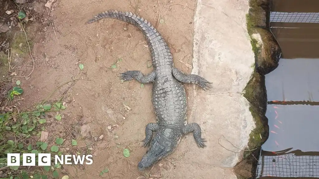 Wowcher 'extremely sorry' for crocodile attack email