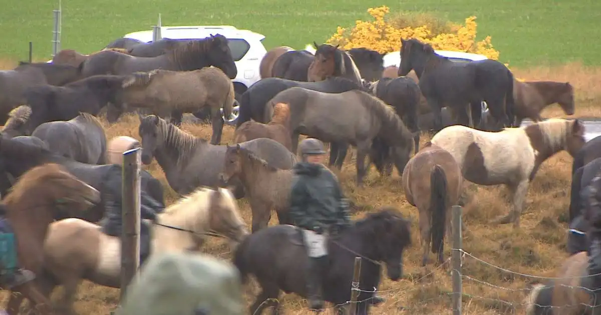Yfir þúsund hestamenn í Laufskálarétt